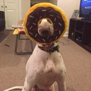 Meet your Posher, Lindsay